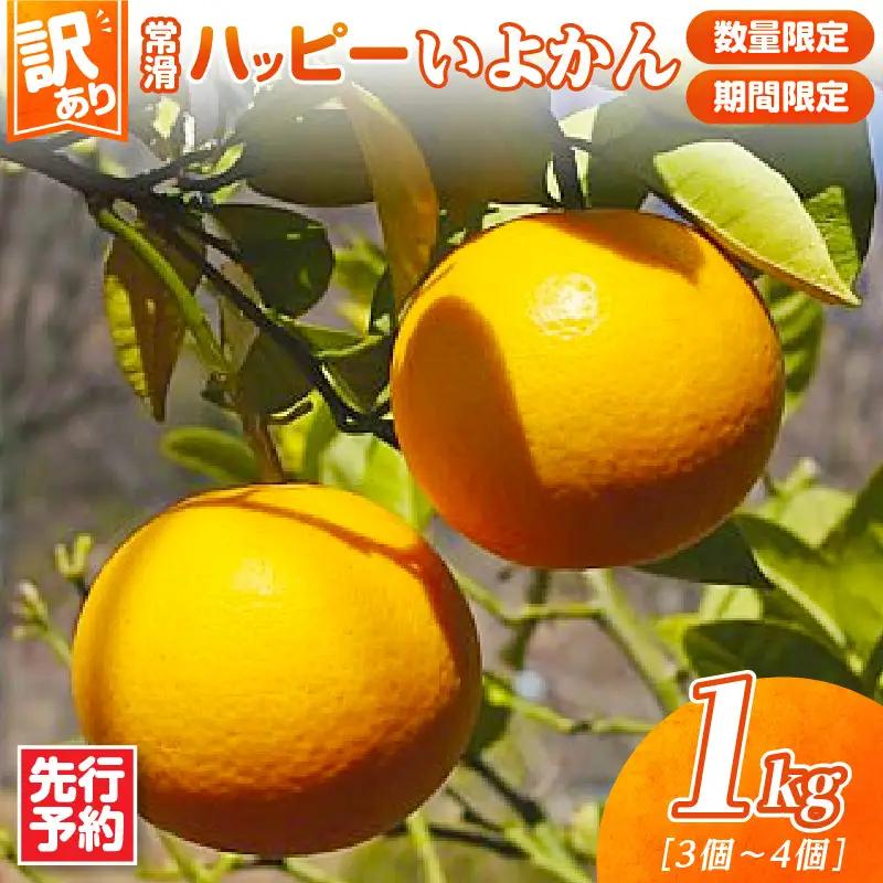 【先行予約】【訳あり】常滑ハッピーいよかん 1kg （3～4個）｜いよかん フルーツ 常滑市