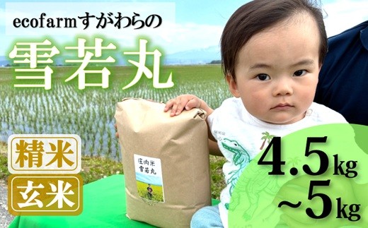 
                  【ecofarmすがわら】特別栽培米雪若丸4.5kg～5kg※【精米】または【玄米】選択可（令和8年産新米予約）
                