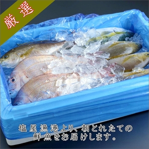 御坊産　鮮魚セット2.5kg【配送不可地域】沖縄・北海道・東北・九州