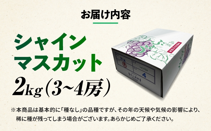 シャインマスカット しゃいんますかっと マスカット muscat 完熟 フルーツ くだもの 果物 人気 おすすめ
