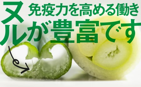 《先行予約》水村農園 飛騨の根深ネギ プレミアム ねぎ 5本 飛騨産野菜 旬の野菜[Q330re] syun81