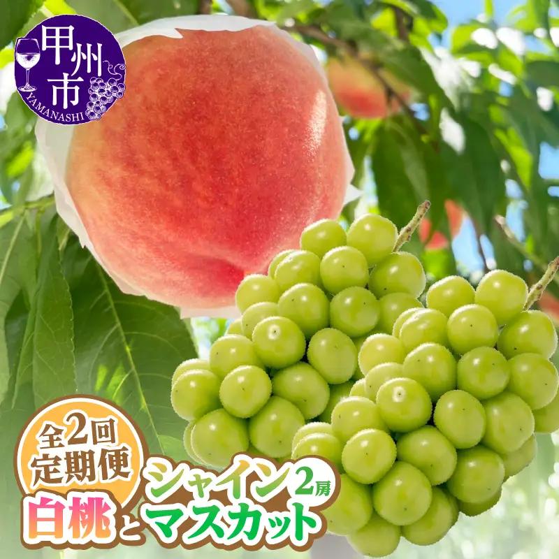 【定期便】旬を味わい尽くせ!!白桃とシャインマスカットの全2回【2026年発送】（AGB）C2-401 桃 シャインマスカット フルーツ