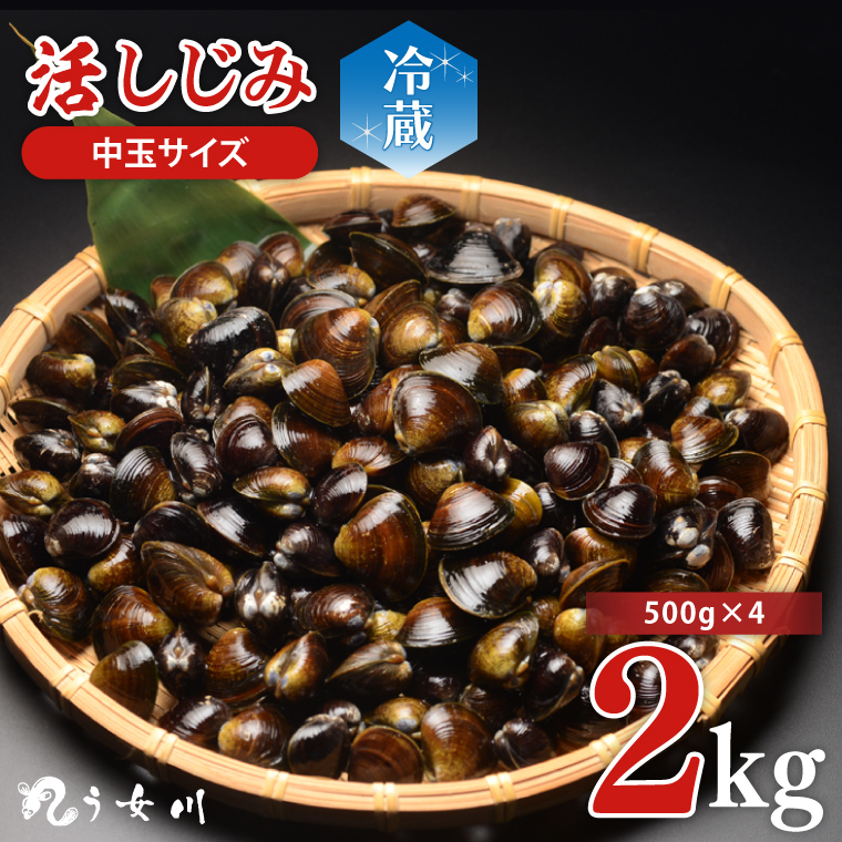 活しじみ 中玉 2kg（500ｇ×4） 涸沼川 う女川【シジミ オルニチン ミネラル ビタミンB12 出汁 肝臓 味噌汁 スープ 茨城県 水戸市】（IX-110）