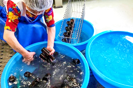 マタタビセット