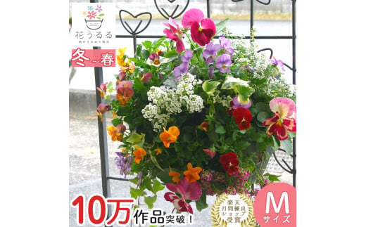 D-457 パンジー＆ビオラの花うるるハンギング寄せ植え「カシスオレンジ Ｍサイズ」