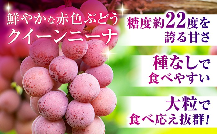 訳あり クイーンニーナ ぶどう 切り落とし 約1kg  ブドウ 葡萄 おすすめ 国産 熊本県 山鹿 果物 くだもの フルーツ
