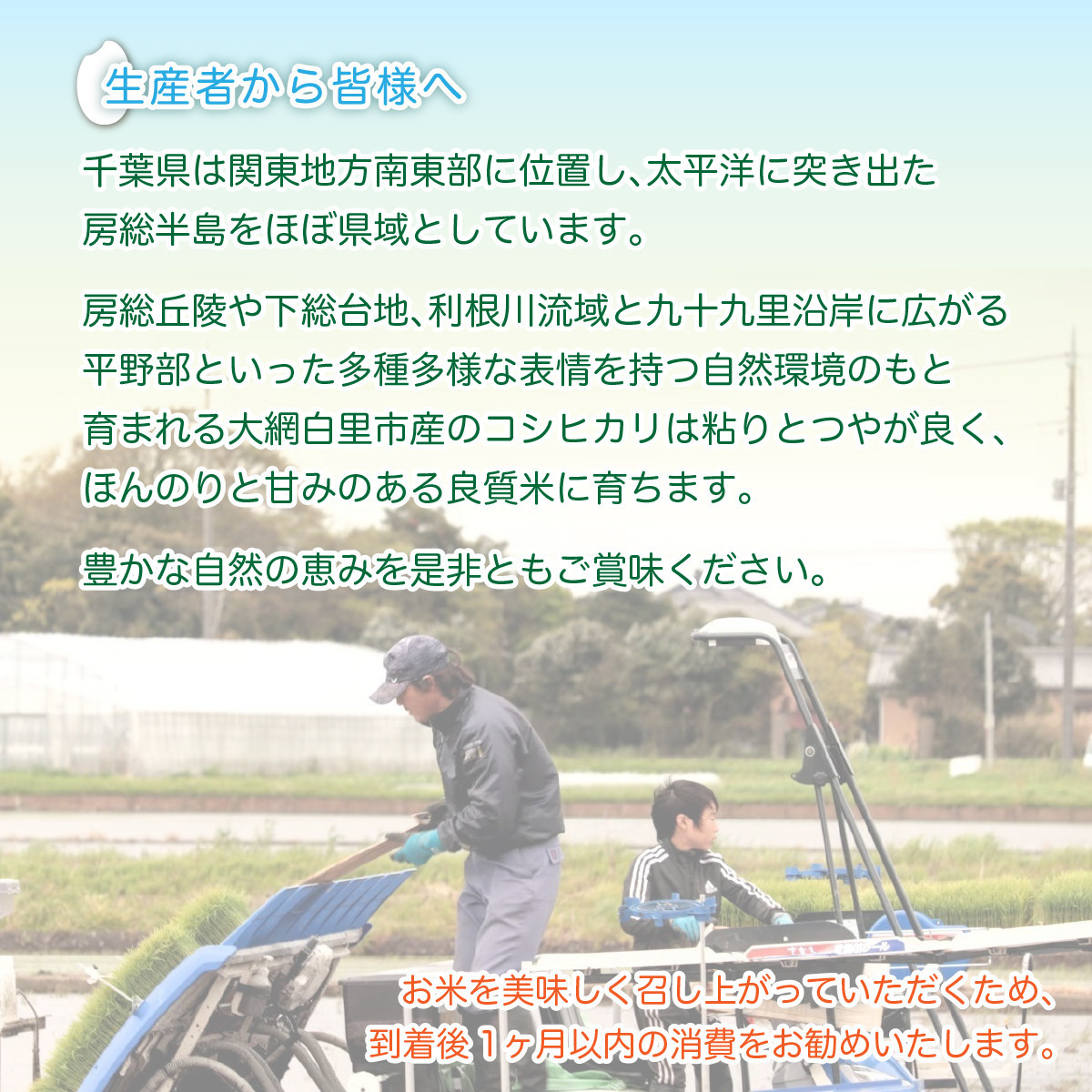 【令和8年産】千葉県産コシヒカリ(精米) 10kg[10kg×1袋]G001