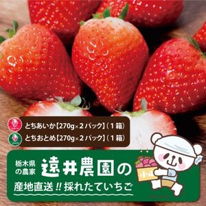 栃木県産のいちご2種食べ比べ|とちおとめ2パック(1箱)+とちあいか2パック(1箱)【配送不可地域：離島】【1518937】