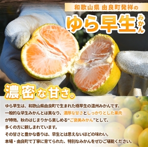 【先行予約】ゆら早生みかん 約5kg ※2025年10月中旬～10月下旬順次発送農家直送 / くだもの  果実  柑橘 果物 フルーツ 国産 和歌山県 由良町 ご家庭用 人気 おすすめ 【nktn00
