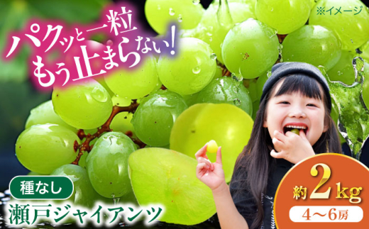 ぶどう 【先行予約】【2026年8月下旬から順次発送】瀬戸ジャイアンツ 2kg（4から6房） 葡萄 2kg 4房 5房 6房 種なし 皮ごと ぶどう 甘い 大粒 パリッと食感 旬 愛媛県大洲市/有限会社ふじブドウ園[AGDB003] ぶどう 葡萄 果物 くだもの フルーツ 新鮮 愛媛県産 大洲市産 産地直送 おすすめ 人気 お取り寄せ 送料無料 贈答 ギフト