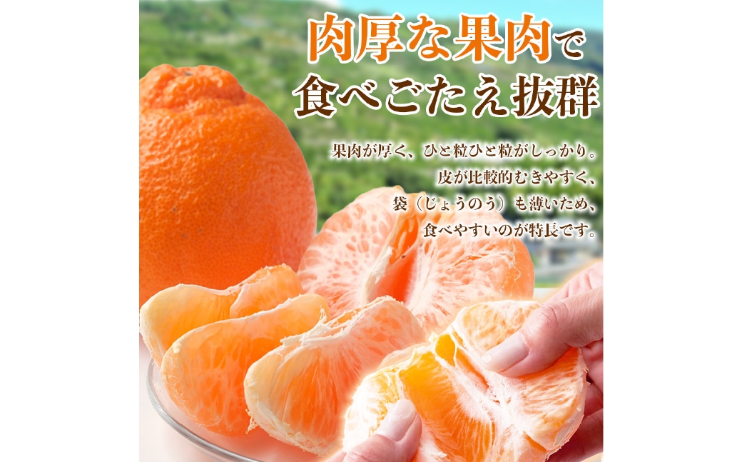 デコポン6〜13玉約3kg