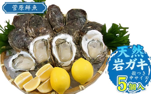 【令和7年 先行予約】天然岩ガキ 5個入り (岩ガキ専用ナイフ付き)　庄内観光物産館