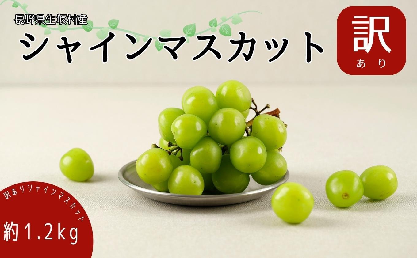 
                  【2026年先行予約】 訳あり シャインマスカット 約1.2kg（バラ房）種なし ぶどう 信州直送 | 長野県産 ブドウ 種無し 葡萄 | 令和8年9月上旬～下旬頃順次発送予定 | 長野県 生坂村 [株式会社野の香]
                