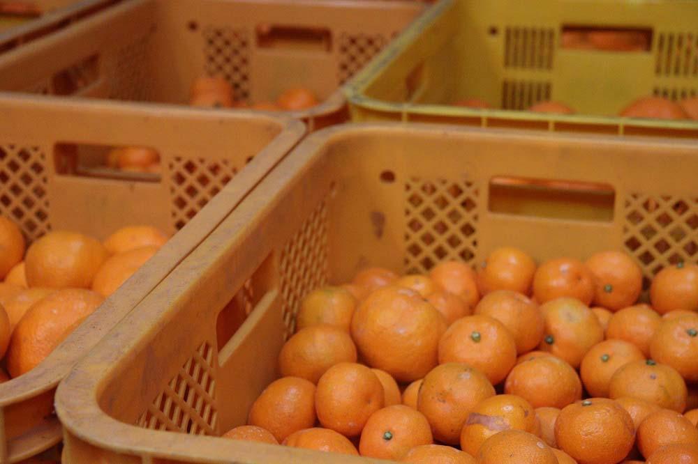 ［お中元］農家直送！数量限定！店主にお任せ 無添加 柑橘ジャム140ｇ×6個 ［2026年7月1日～8月5日ごろ順次発送］