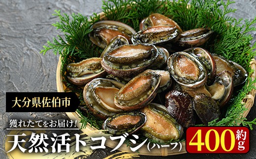 天然 トコブシ (約400g・ハーフサイズ) 魚介 貝 トコブシ とこぶし 網焼き バター焼き バーベキュー 獲れたて 冷蔵 海の直売所 大分県 佐伯市【AS107】【海べ】