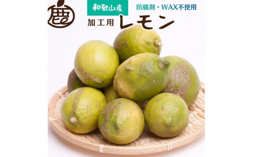 ＜先行予約＞加工用　黒潮レモン10kg+300g（傷み補償分）【和歌山有田産】【防腐剤・WAX不使用、安心の国産レモン】【わけあり・訳ありレモン】【果汁用】 ※2024年9月上旬頃～2025年4月下旬頃に順次発送【ikd182】