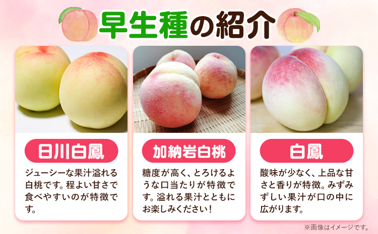 【令和7年度先行予約】ご家庭用 岡山の白桃 （早生種） 約1.3kg 晴れの国 おかやま館(つむぐ株式会社) 《 2025年6月下旬-8月上旬頃発送》岡山県 浅口市 白桃 桃 果物【配送不可地域あり】