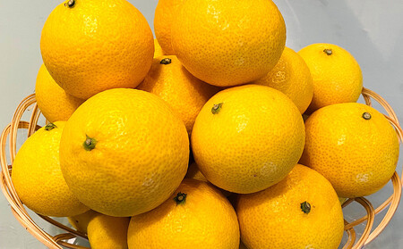 【希少フルーツ】超熟☆芳醇・湘南ゴールド(L・2Lサイズ)3kg　2026年3月下旬頃～発送予定 | 湯河原町 中玉 Lサイズ 2Lサイズ 3kg 長期熟成 種なし 地域特産品