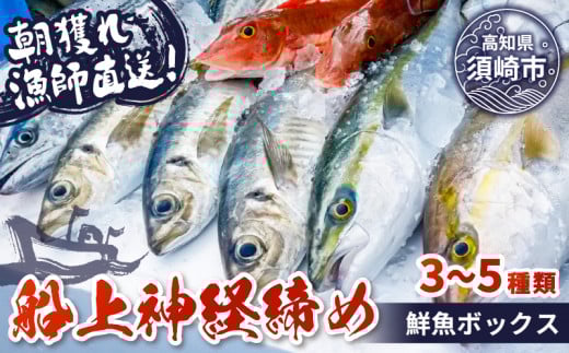【船上神経締め鮮魚ボックス】朝獲れ直送 3~5種入り （2025年10月出荷）冷蔵 魚種お任せ 水揚げ 海鮮 魚介 産地直送 新鮮 天然 魚 詰め合わせ