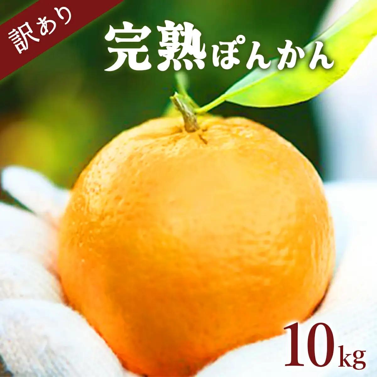 訳アリ完熟ぽんかん10kg  【株式会社フクチャンFARM】