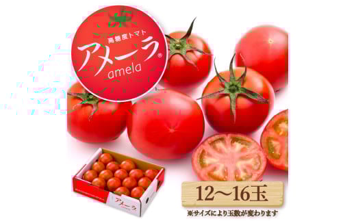 【2025年6月配送】アメーラ トマト 12-16玉 