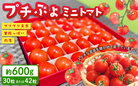 音楽を聴いて育ったプチぷよ🍅一粒万倍 黒／赤BOX【30粒or42粒】【2025年7月上旬-11月上旬発送予定】