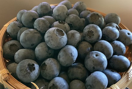 【岐阜県垂井町産】 朝摘み完熟ブルーベリー 生果 750g（125g×6パック）| ブルーベリー 生果 木の実  果実 朝摘み 完熟 甘酸っぱい ジャム デザート 産地直送