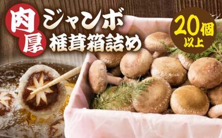 肉厚ジャンボ椎茸箱詰め２０個以上_mk111-001
