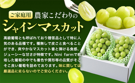 シャインマスカット ご家庭用 農家こだわりの シャインマスカット 2房  約1.2kg 先行予約《2025年9月中旬-10月末頃出荷(土日祝除く)》 Nini farm マスカット 送料無料 岡山県 