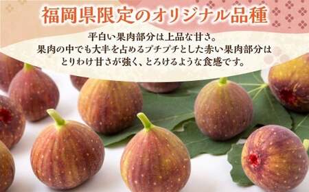 P326-02 渡辺農園 いちじく (とよみつひめ) 2パック 2024年8月1日から9月15日 出荷予定