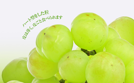 訳あり ぶどう 瀬戸ジャイアンツ 6～10房 合計約4kg 岡山県 高梁市産 2026年 先行予約 常温 フルーツ 葡萄 ブドウ 産地直送 大粒 爽やか 食べやすい