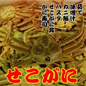 【魚倉】不揃いサイズ　訳あり1ｋｇセット　セコガニ（親ガニ、せいこがに） ボイル セコガニ 親ガニ せいこがに 訳あり セコガニ 親ガニ せいこがに 訳あり セコガニ 親ガニ せいこがに 訳あり セコ