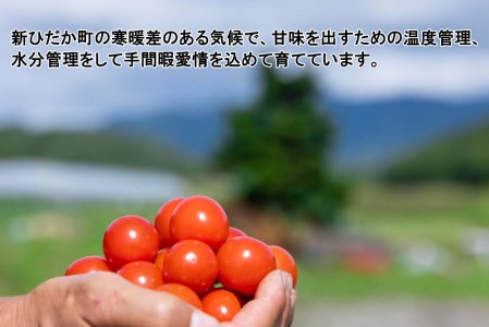 ＜ 8月上旬より発送 ＞ 北海道産 カラフルトマト カラフルミニトマト ミニトマト 1kg #にじいろとまと ＜ 予約受付 ＞