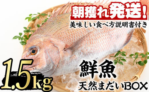 
【0203205a】鮮度が命！鮮魚問屋が厳選した『天然真鯛』(1-2尾・総量1.5kg以上)魚 魚介類 鮮魚 海鮮 煮つけ 塩焼き【江川商店】
