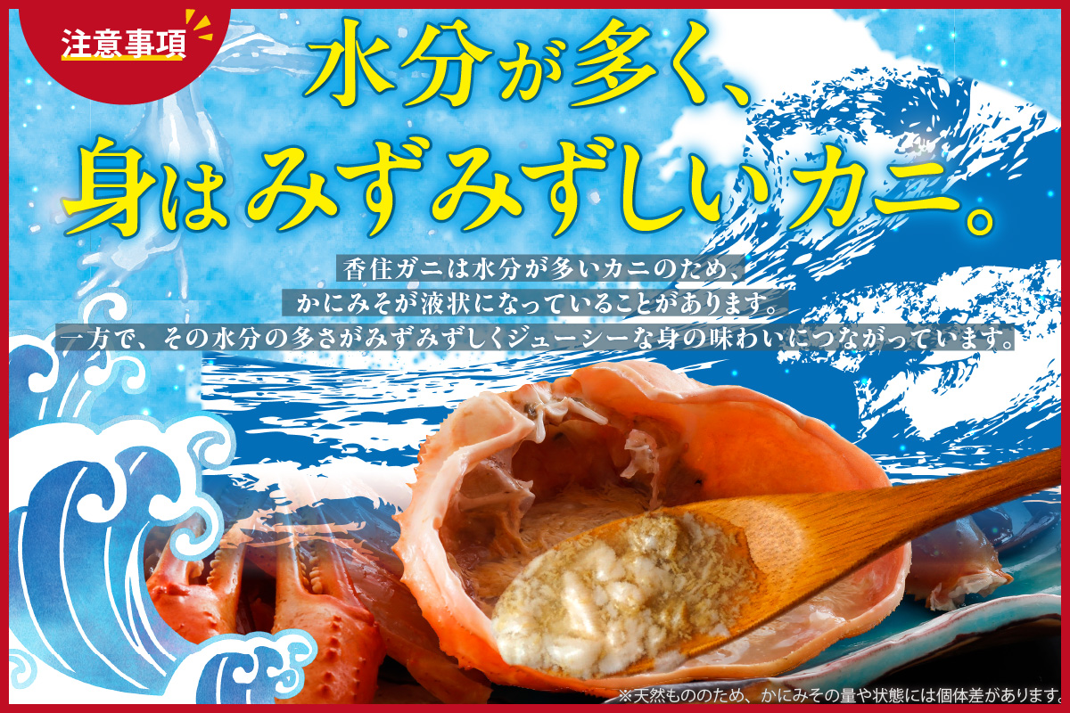 訳あり 香住ガニ 釜茹で 大きめ 約600g×3匹（約1.8kg以上）冷蔵 【令和8年9月中旬以降発送予定】 かに カニ 香美町 07-14