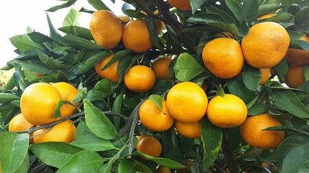 進栄 【家庭用】早生温州みかん 約10kg _U68-0080