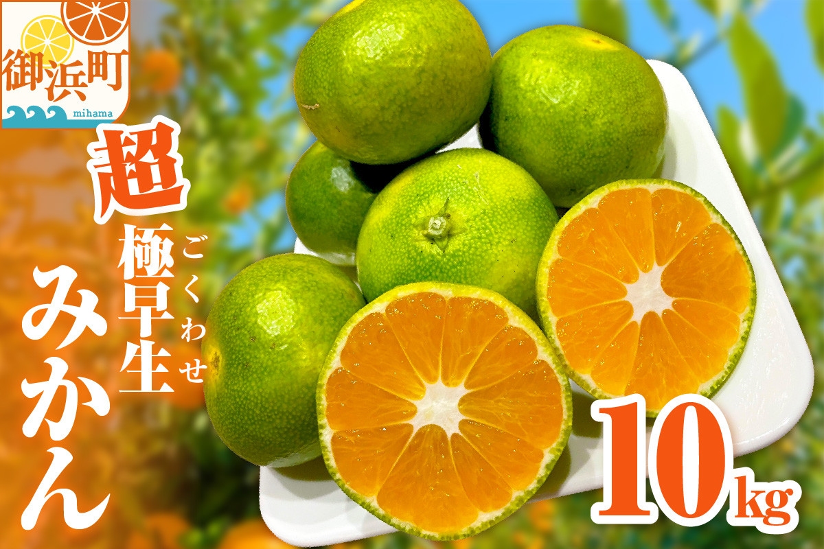 
            ミカファームの超極早生みかん10キロ【期間限定 数量限定 果物 フルーツ みかん 超極早生みかん 超極早生 デザート 10kg 三重県 御浜町】
          