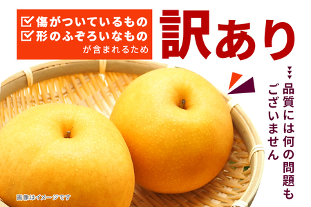 訳あり 柴沼梨園の梨（ 新高 ） 梨 5kg 大玉 6～14個入り 訳アリ 不揃い ナシ なし 国産 茨城 新高梨 秋 旬 フルーツ 果物 先行予約 【9月下旬～10月上旬発送】 秋の味覚 旬の果物 