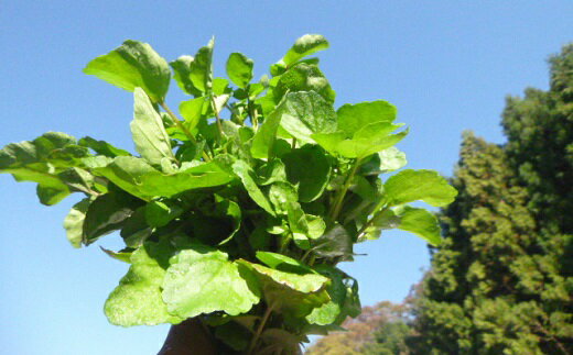 【ふるさと納税】はぜのクレソンと里山の恵みセット（11月〜4月発送）【たかお農機店】