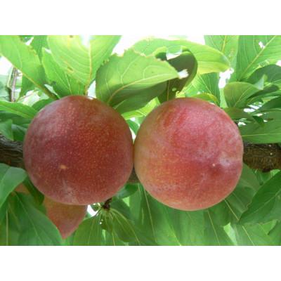 ふるさと納税 南アルプス市 すもも【サマーエンジェル】10〜13玉入り×2箱　約3kg(2025年発送分) |  | 01