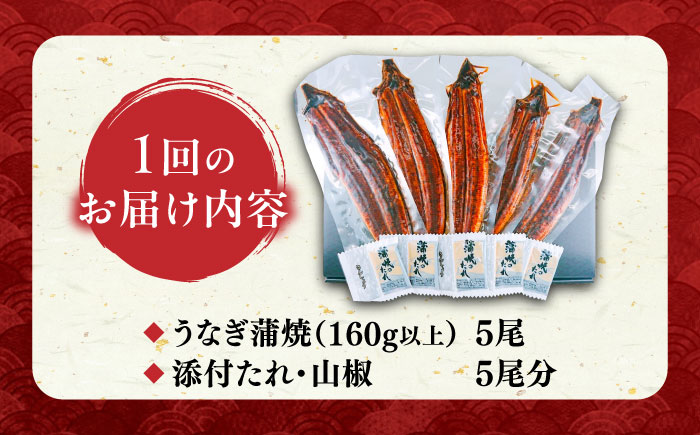 【全12回定期便】福岡県産 うなぎ 蒲焼 大5尾　合計 800 g（1尾あたり 160g以上）《豊前市》【福岡養鰻】 国産 うなぎ 大 [VAD019]