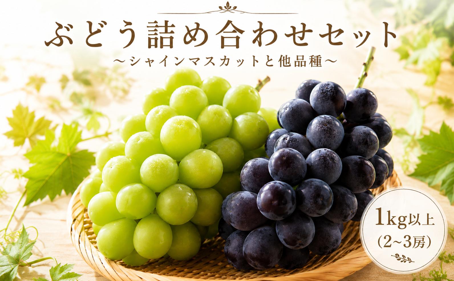 
                  ＜2026年発送 ＞ ぶどう詰合せ セット 【シャインマスカット + ブドウ他品種】 2~3房 (約1.1kg) 福岡県産フルーツ 人気のぶどう マスカサーティーン クイーンセブン ナガノパープル バイオレットキング 富士の輝 クイーンニーナ 土佐太郎_フルーツ 果物 くだもの シャインマスカット ぶどう 葡萄 マスカット 農家直送 人気 送料無料【MTO002】
                