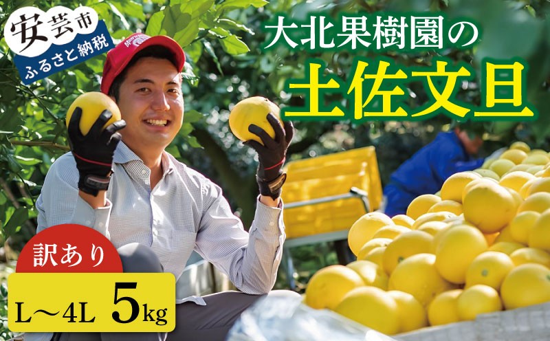 
                  先行予約 訳あり 文旦 家庭用 5kg L～4L 土佐文旦 文旦訳あり 柑橘 フルーツ 文旦 数量限定 期間限定 みかん 蜜柑 ぶんたん ブンタン 文旦 分担 訳あり文旦 高級 国産 文旦 冬 春 旬 果物 果物類 新鮮 文旦 お裾分け ギフト 贈答 冬ギフト デザート 柑橘 農家直送 産地直送 送料無料 訳アリ 大玉 小玉 文旦高知 大北果樹園 高知県 安芸市 【2027年2月上旬～発送】
                