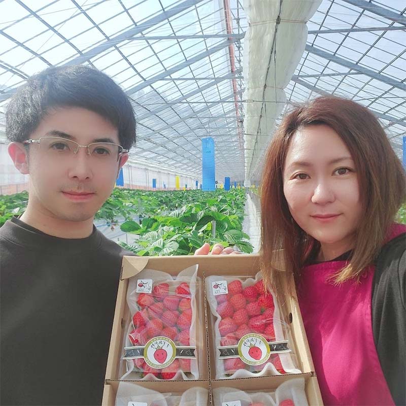 先行予約【2025年 6月から順次発送】贈答用 すずあかね300～350g(12～20粒) 夏いちご イチゴ 夏イチゴ 果物 苺 いちご 夏 スィーツ ケーキ フルーツ 北海道 贈答用 F4F-418