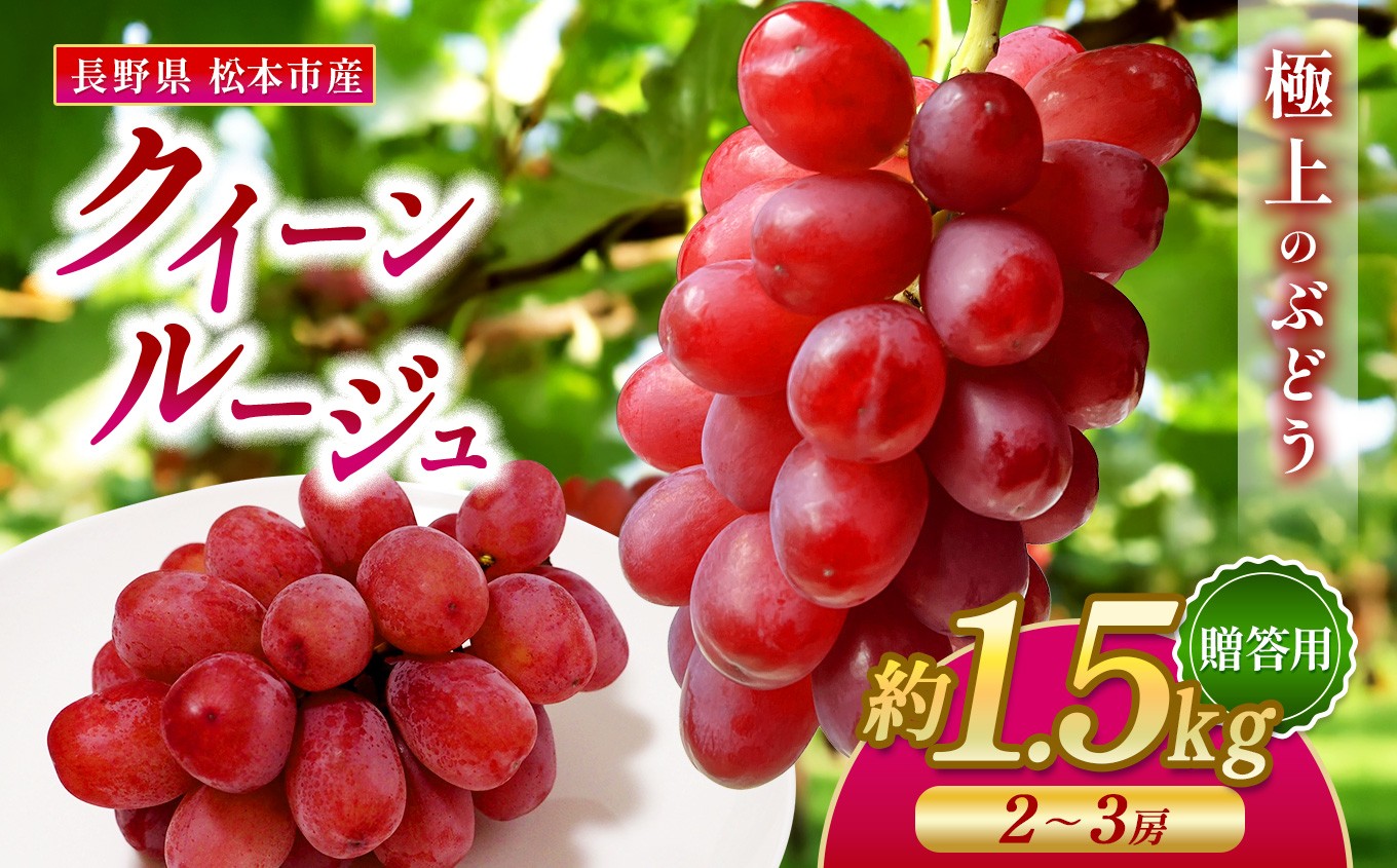 
                  【先行受付】松本市産 贈答用 クイーンルージュ®　1.5kg（2~3房）│特選 贈答用 プレゼント用 果物 フルーツ ぶどう  葡萄 プレゼント クインルージュ®  種なし 信州産 長野県 松本市 ふるさと納税
                