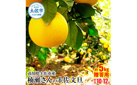 高知県土佐市産 楠瀬さんの土佐文旦 贈答用中玉 約5kg 期間限定 高知 土佐 文旦 ぶんたん ブンタン 柑橘 みかん 果物 5キロ L～2Lサイズ 10～12玉 フルーツ 旬 ギフト 常温