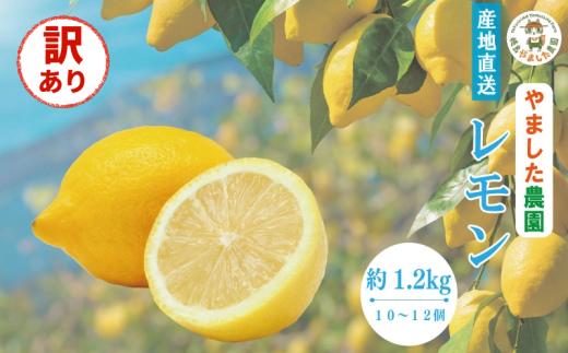【先行予約】 【2026年10月上旬順次発送】 訳あり レモン 1.2kg (10～12個)  レモン れもん 檸檬 柑橘 フルーツ 果物 完熟 国産 ノーワックス 農家直送 新鮮 果汁 レモンサワー  お酒 ハイボール ジュース  酎ハイ ケーキ 揚げ物 唐揚げ小松島 徳島 果実