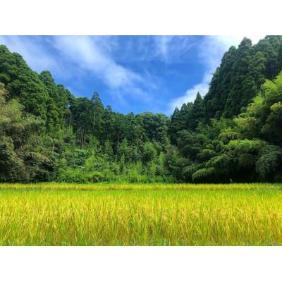 ふるさと納税 大網白里市 【毎月定期便】2年連続特A評価!千葉県産コシヒカリ 無洗米 5kg(5kg×1袋)全4回 |  | 02