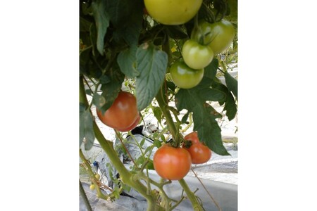 京丹後産・京トマト 4kg（12～24玉） 春夏発送