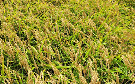 No.403 満月　もち米10kg【令和7年産】 ／ もち米 餅米 国産もち米 令和7年 新米 おこわ お餅 餅 モチ 赤飯 甘味 伸び 高品質 おいしい お取り寄せ 産地直送 産直 坂東市産 茨城県